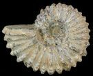 Bumpy Douvilleiceras Ammonite - Madagascar #53316-1
